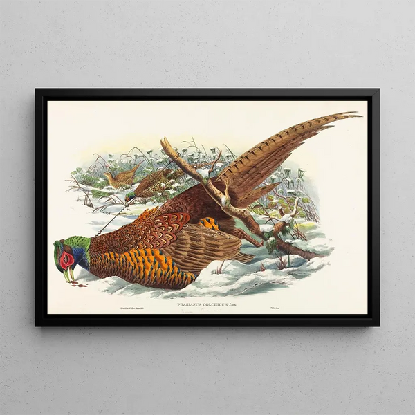 Phasianus colchicus - John Gould — ingelijst kunstwerk aan de muur