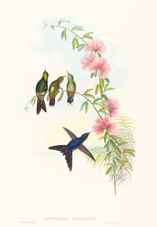 John Gould - Ramphomicron microrhyncha.webp