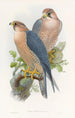 Faucon à nuque rouge - John Gould — weergave van het kunstwerk