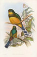 Trogon de Reinwardt - John Gould — weergave van het kunstwerk