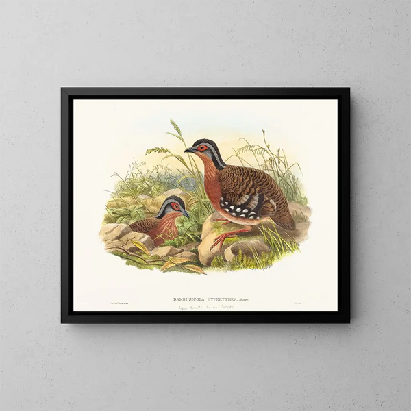Perdreau de bambou à poitrine rousse - John Gould — ingelijst kunstwerk aan de muur