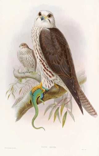 John Gould - Saker Falcon.webp