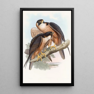 John Gould - Shaheen Falcon.webp