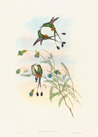 John Gould - Spathura peruana.webp