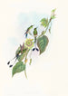 Spathura d'Underwood - John Gould — weergave van het kunstwerk