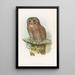 Uil met gevlekte tekening - John Gould — ingelijst kunstwerk aan de muur