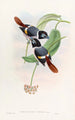 Broadbill de Steere - John Gould — weergave van het kunstwerk