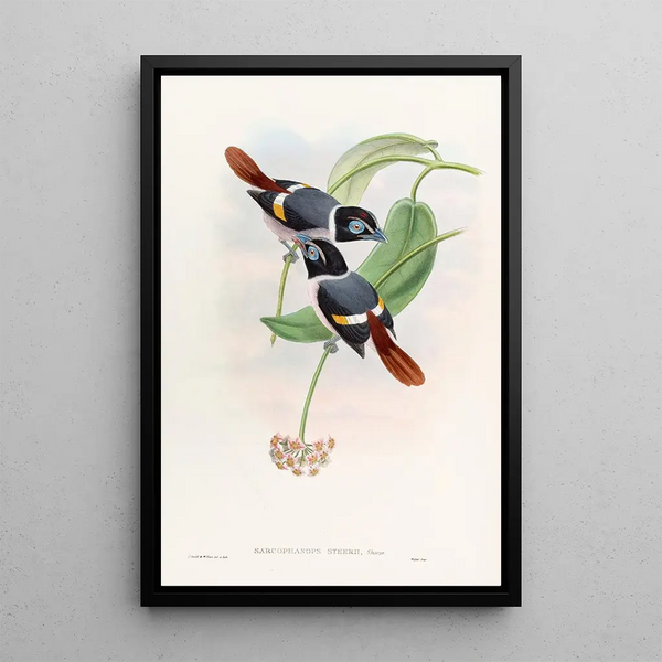 John Gould - Steeres Broadbill.webp