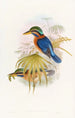 Sumatra IJsvogel - John Gould — weergave van het kunstwerk