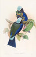 Rollier de Temminck - John Gould — weergave van het kunstwerk