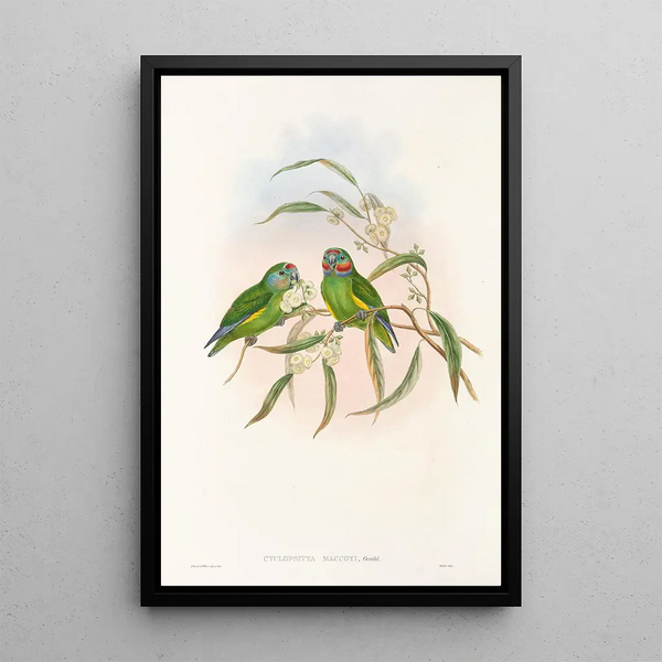 John Gould - The Birds of New Guinea and the adjacent Papuan islands Pl07.webp