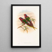 De vogels van Nieuw-Guinea en de aangrenzende Papoea-eilanden Pl12 - John Gould — ingelijst kunstwerk aan de muur
