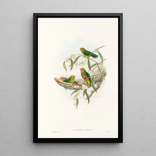 John Gould - The Birds of New Guinea and the adjacent Papuan islands Pl21.webp