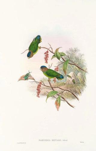 John Gould - The Birds of New Guinea and the adjacent Papuan islands Pl25.webp