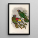 De vogels van Nieuw-Guinea en de aangrenzende Papoea-eilanden Pl38 - John Gould — ingelijst kunstwerk aan de muur