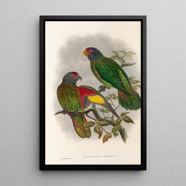 John Gould - The Birds of New Guinea and the adjacent Papuan islands Pl38.webp
