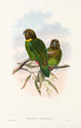 De vogels van Nieuw-Guinea en de aangrenzende Papoea-eilanden Pl39 - John Gould — weergave van het kunstwerk