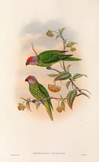John Gould - The Birds of New Guinea and the adjacent Papuan islands Pl41.webp