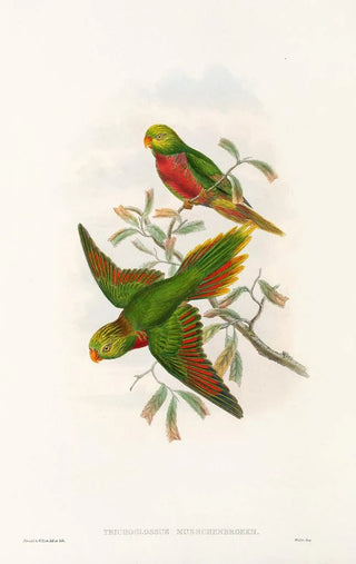 John Gould - The Birds of New Guinea and the adjacent Papuan islands Pl42.webp