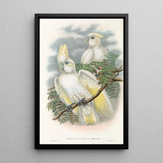 John Gould - The Birds of New Guinea and the adjacent Papuan islands Pl47.webp