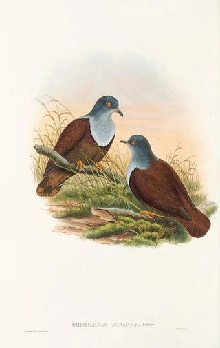 John Gould - The Birds of New Guinea and the adjacent Papuan islands Pl49.webp
