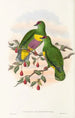 De vogels van Nieuw-Guinea en de aangrenzende Papoea-eilanden Pl52 - John Gould — weergave van het kunstwerk