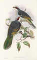 De vogels van Nieuw-Guinea en de aangrenzende Papoea-eilanden Pl56 - John Gould — weergave van het kunstwerk