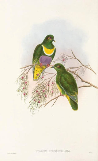 John Gould - The Birds of New Guinea and the adjacent Papuan islands Pl57.webp