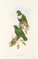 De vogels van Nieuw-Guinea en de aangrenzende Papoea-eilanden Pl59 - John Gould — weergave van het kunstwerk