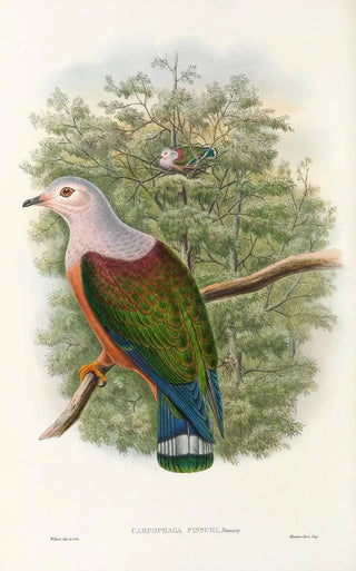 John Gould - The Birds of New Guinea and the adjacent Papuan islands Pl65.webp