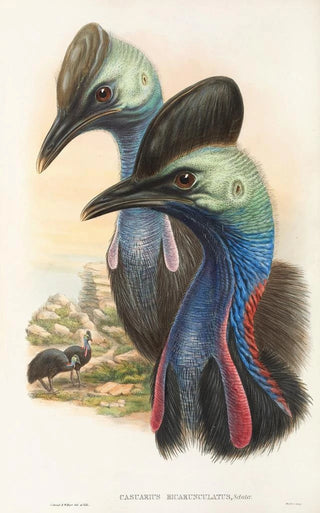 John Gould - The Birds of New Guinea and the adjacent Papuan islands Pl73.webp