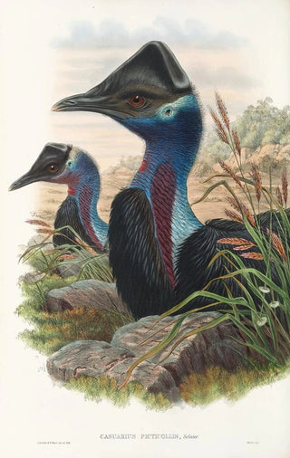 John Gould - The Birds of New Guinea and the adjacent Papuan islands Pl74.webp