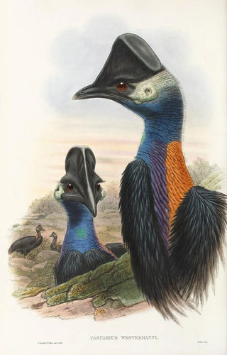 John Gould - The Birds of New Guinea and the adjacent Papuan islands Pl75.webp