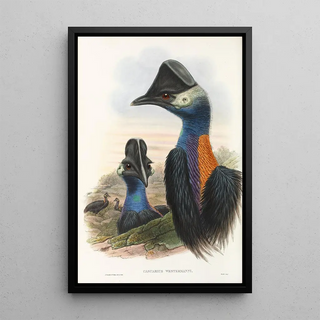 John Gould - The Birds of New Guinea and the adjacent Papuan islands Pl75.webp