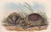 De zoogdieren van Australië Pl003 - John Gould — weergave van het kunstwerk