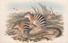 De zoogdieren van Australië Pl004 - John Gould — weergave van het kunstwerk