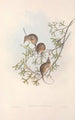 Les mammifères d'Australie Pl005 - John Gould — weergave van het kunstwerk
