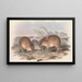 De zoogdieren van Australië Pl006 - John Gould — ingelijst kunstwerk aan de muur