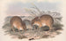 De zoogdieren van Australië Pl006 - John Gould — weergave van het kunstwerk