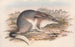 Les mammifères d'Australie Pl007 - John Gould — artwork view