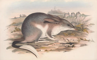 John Gould - The mammals of Australia Pl007.webp