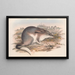 Les mammifères d'Australie Pl007 - John Gould — framed artwork on a wall