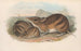 De zoogdieren van Australië Pl009 - John Gould — weergave van het kunstwerk
