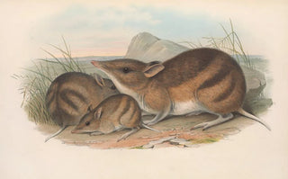 John Gould - The mammals of Australia Pl009.webp
