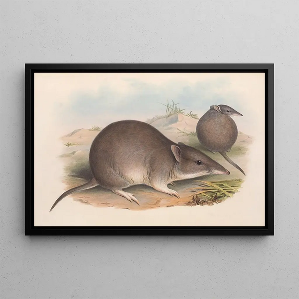 John Gould - The mammals of Australia Pl011.webp
