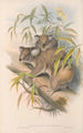 Les mammifères d'Australie Pl014 - John Gould — weergave van het kunstwerk