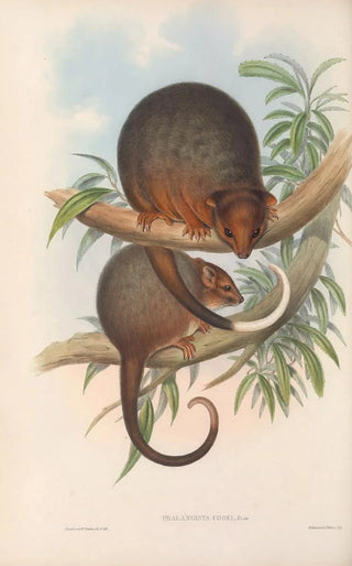 John Gould - The mammals of Australia Pl018.webp