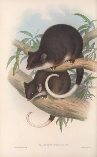 John Gould - The mammals of Australia Pl019.webp