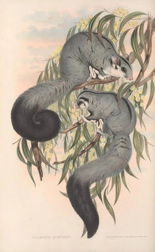 John Gould - The mammals of Australia Pl022.webp