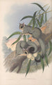 Les mammifères d'Australie Pl023 - John Gould — weergave van het kunstwerk